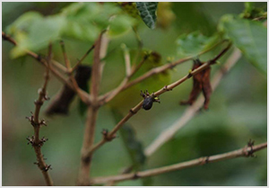 NOTICIA DE CAFE NICARAGUENSE