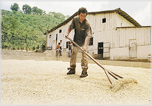 NOTICIA DE CAFE NICARAGUENSE