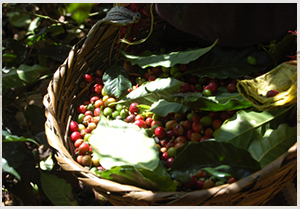 NOTICIA DE CAFE NICARAGUENSE