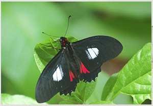 NOTICIA DE CAFE NICARAGUENSE