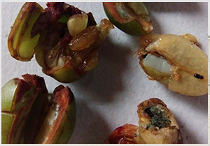 NOTICIA DE CAFE NICARAGUENSE