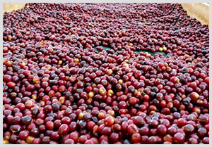 NOTICIA DE CAFE NICARAGUENSE